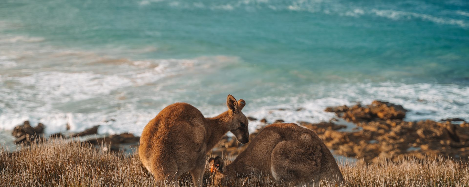 Tasmania — kangaroos