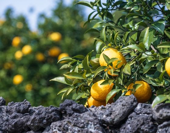 Jeju tangerine farm