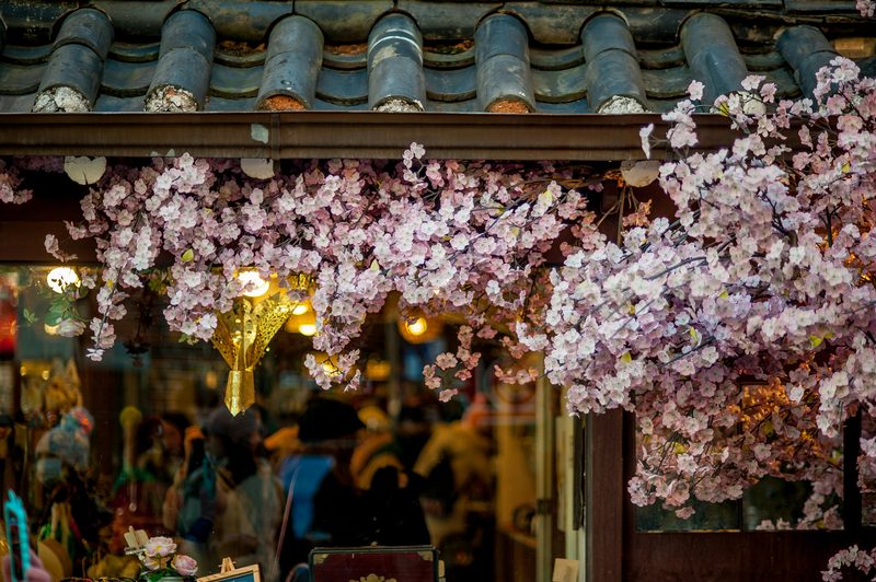 Cherry blossoms framing a traditional Korean tiled roof in Seoul