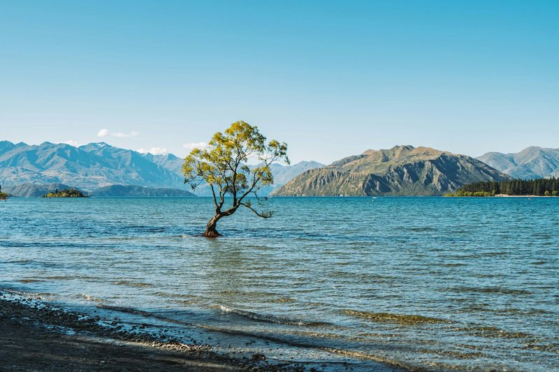 That Wanaka Tree standing in Lake Wanaka with Southern Alps behind