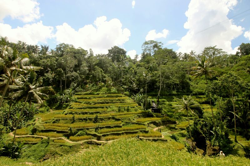 Bali rice terraces