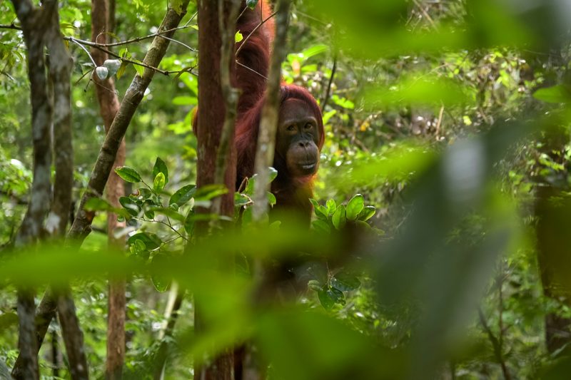 Borneo orangutan