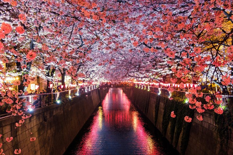 Tokyo cherry blossoms at night