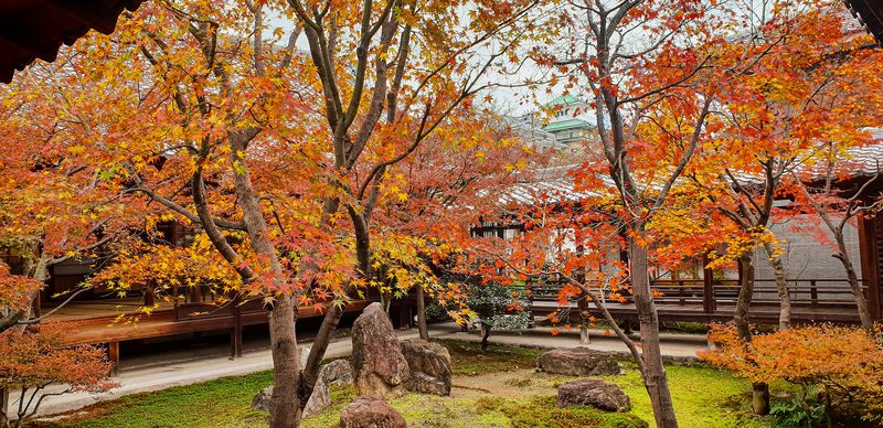 Blazing red and orange maple trees over a Kyoto temple garden in late autumn
