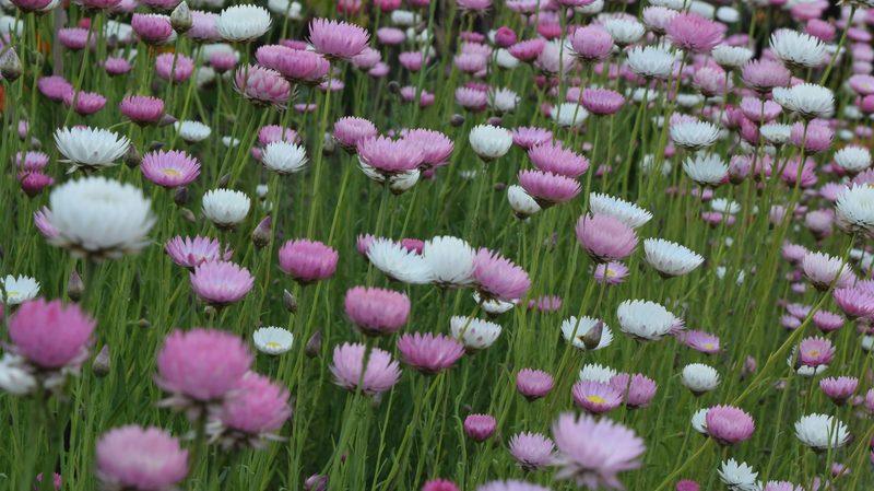 Field of pink and white everlasting wildflowers in Western Australia