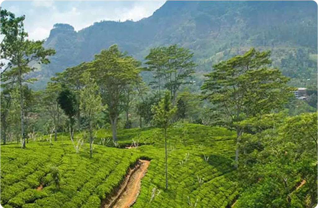 View of trails in a luscious green and mountainous terrain.