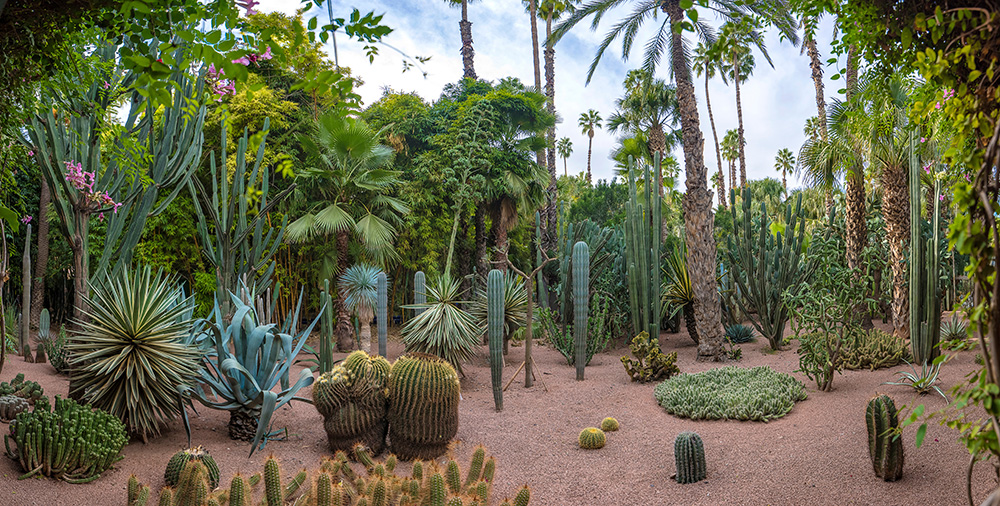 Majorelle gardens in Morocco, Cactus/tropical section.