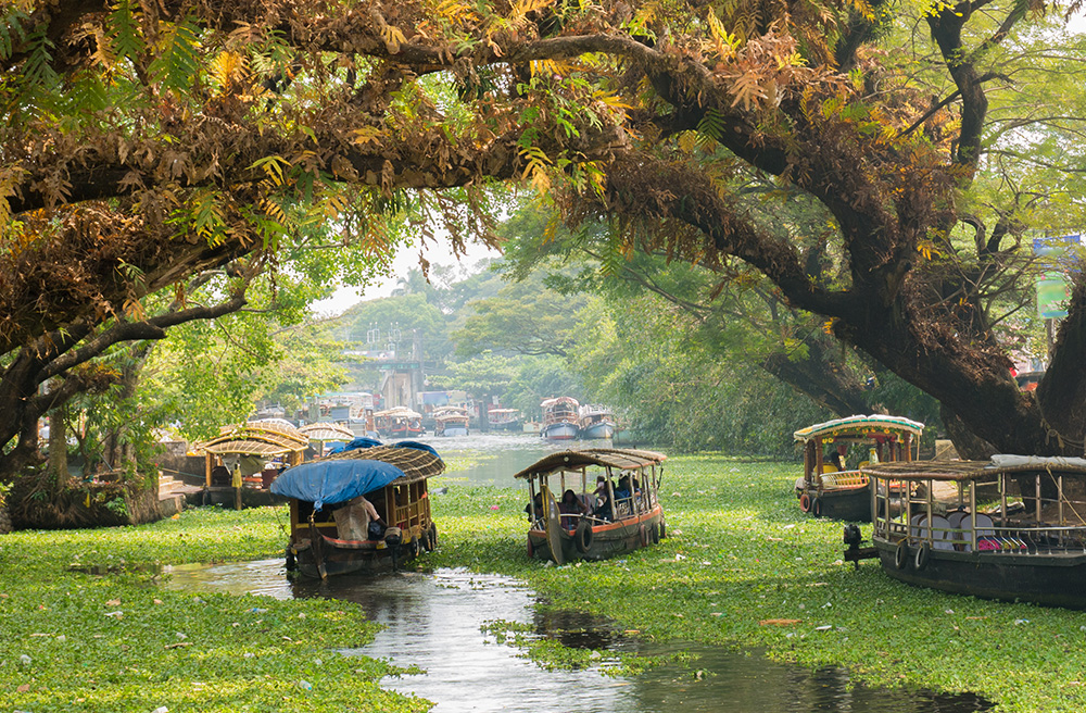 Traditional houseboats cruising through lush green canals of the Kerala backwaters in southern India.