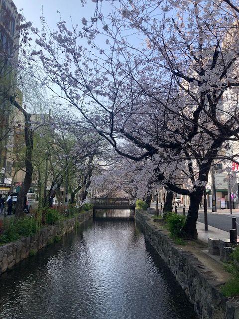 water flowing through an inner city canal, cherry blossom trees hovering over it