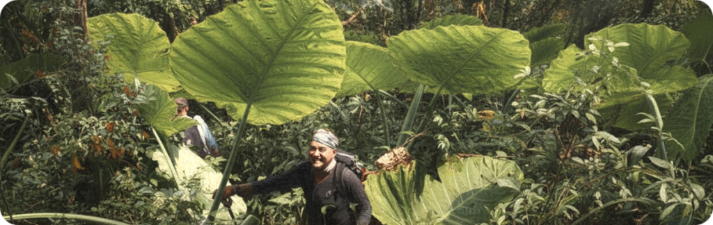 View of person in forest, standing smiling next to a giant leaf.