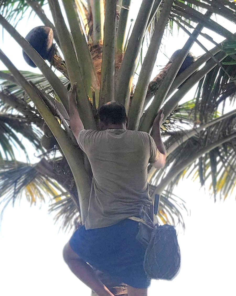 Coconut tree climber on the Kerala backwaters