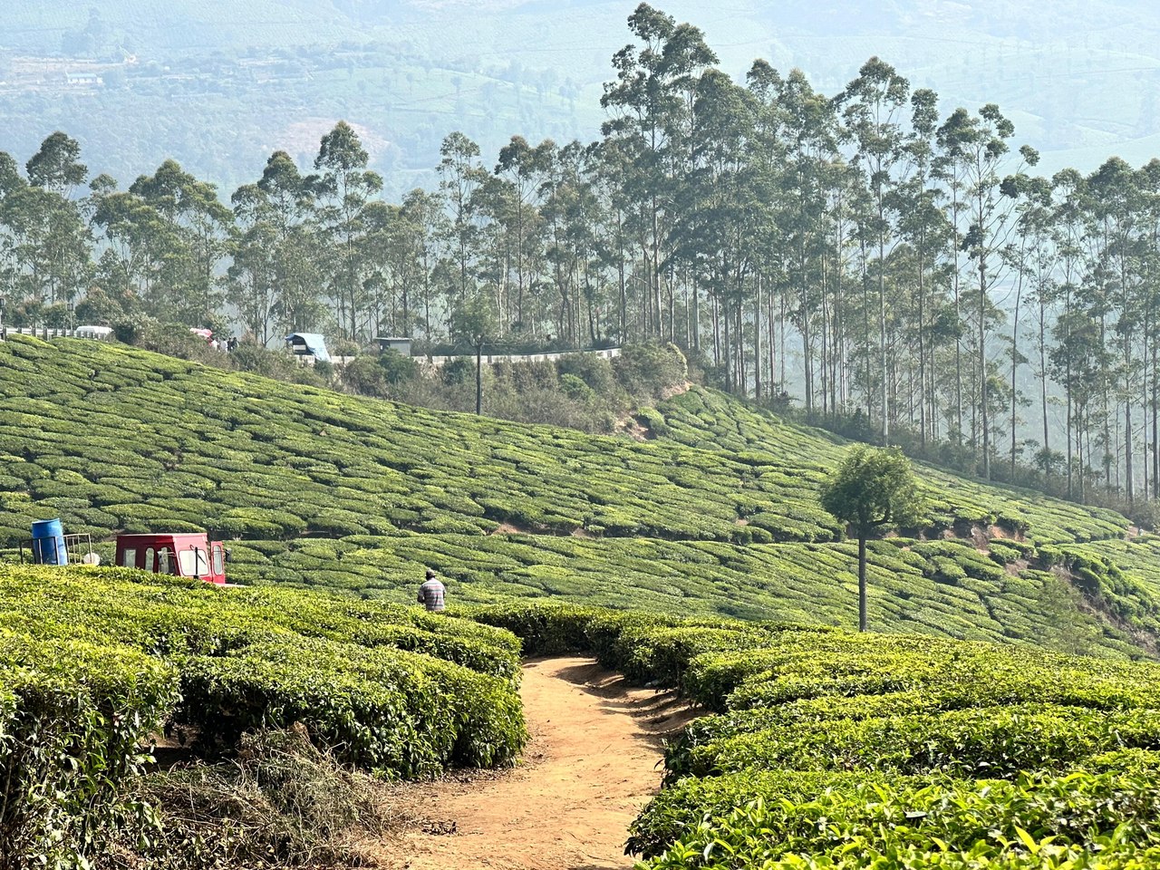 Tea fields in Munnar